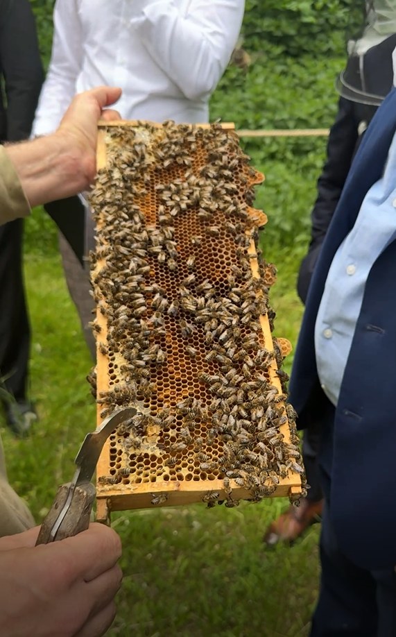 Včely a včelařství Praha 6 podpora opylovačů