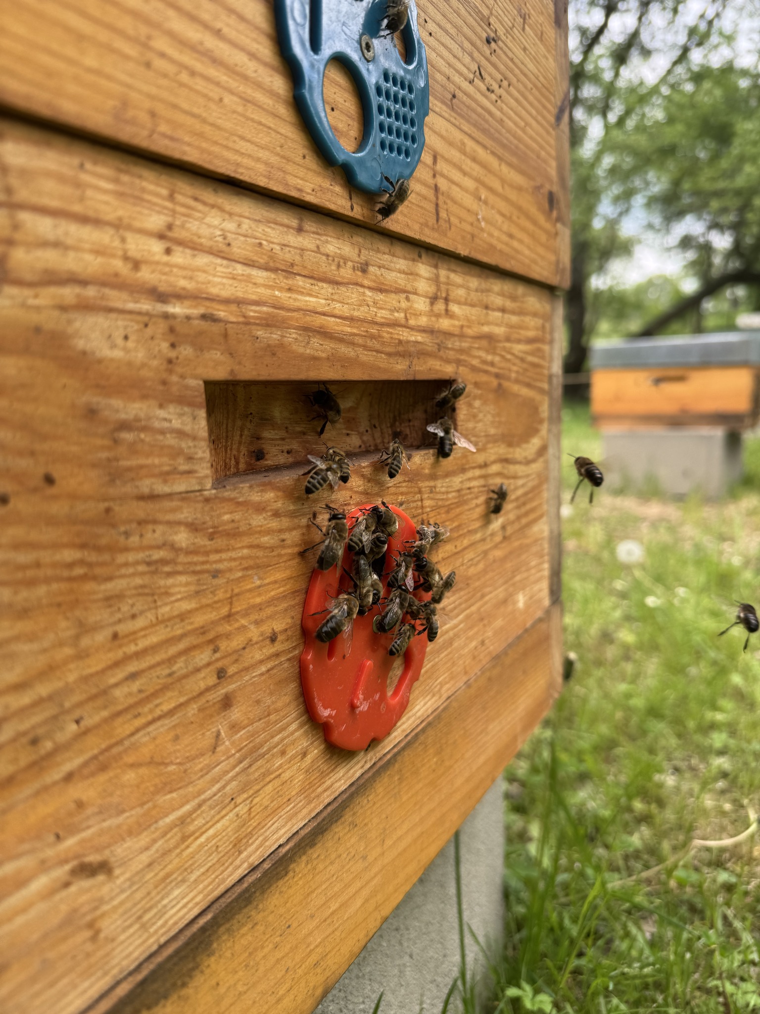 Včely a včelařství Praha 6 podpora opylovačů