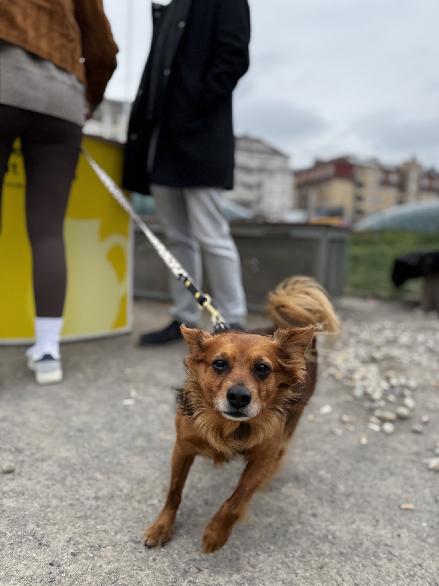 Sběr podpisů pro petici Džbán Praha 6 na Hradčanské
