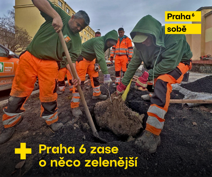 Výsadba stromů Praha 6 – nové aleje a zeleň ve veřejném prostoru